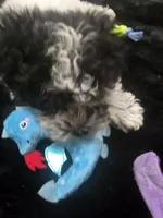 Chloe , a female Poodle - Miniature  for sale in Denton, TX – 5 of 7