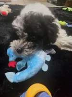 Chloe , a female Poodle - Miniature  for sale in Denton, TX – 2 of 7