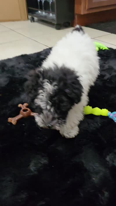 Chloe , a female Poodle - Miniature  for sale in Denton, TX – 7 of 7