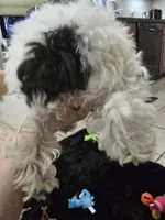 Chloe , a female Poodle - Miniature  for sale in Denton, TX – 4 of 7