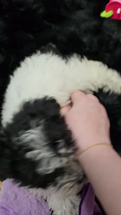 Chloe , a female Poodle - Miniature  for sale in Denton, TX – 6 of 7