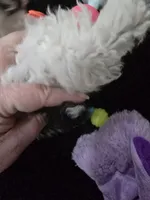 Chloe , a female Poodle - Miniature  for sale in Denton, TX – 3 of 7