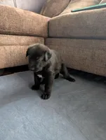 Revenna, a female German Shepherd Dog for sale in Appleton, WI – Photo 3 of 5