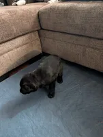 Revenna, a female German Shepherd Dog for sale in Appleton, WI – Photo 5 of 5