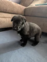 Revenna, a female German Shepherd Dog for sale in Appleton, WI – Photo 4 of 5