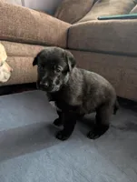 Revenna, a female German Shepherd Dog for sale in Appleton, WI – Photo 2 of 5