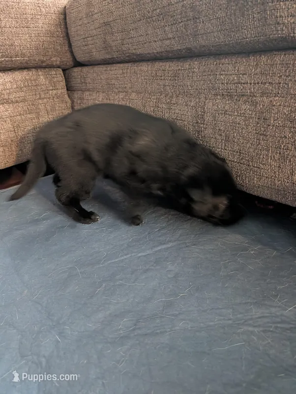 Revenna – German Shepherd Dog puppy for sale in Appleton, WI