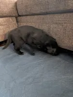 Revenna, a female German Shepherd Dog for sale in Appleton, WI – Photo 1 of 5