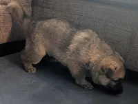 Oksana, a female German Shepherd Dog for sale in Appleton, WI – Photo 3 of 6