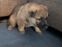 Oksana, a female German Shepherd Dog for sale in Appleton, WI – Photo 2 of 6