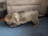 Oksana, a female German Shepherd Dog for sale in Appleton, WI – Photo 5 of 6