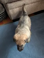 Oksana, a female German Shepherd Dog for sale in Appleton, WI – Photo 6 of 6