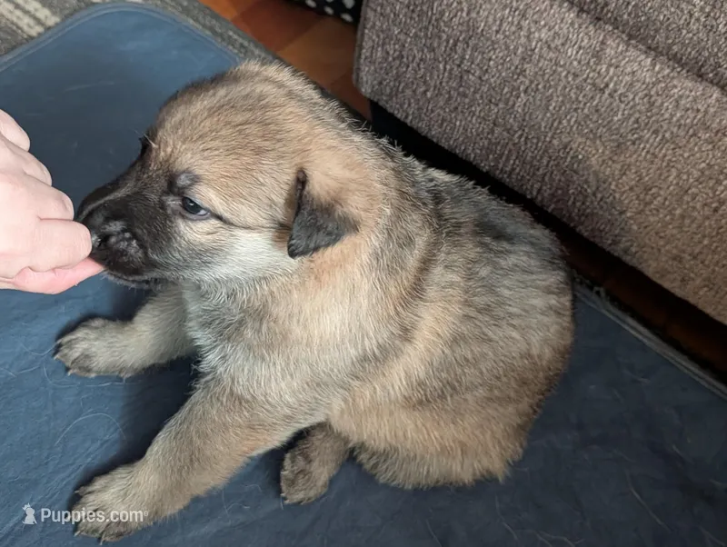 Oksana – German Shepherd Dog puppy for sale in Appleton, WI