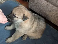 Oksana, a female German Shepherd Dog for sale in Appleton, WI – Photo 1 of 6