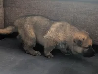 Oksana, a female German Shepherd Dog for sale in Appleton, WI – Photo 4 of 6