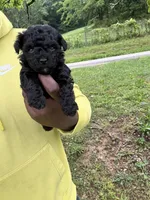 Cleo, a female Yorkipoo and Poodle - Toy  for sale in Vanceburg, KY – 2 of 5