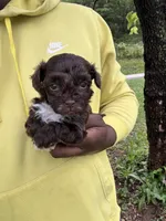 Clyde , a male Yorkipoo for sale in Vanceburg, KY – 4 of 6