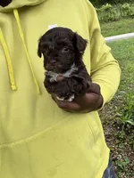 Clyde , a male Yorkipoo for sale in Vanceburg, KY – 3 of 6