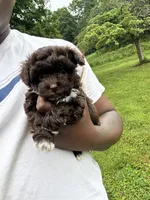 Clyde , a male Yorkipoo for sale in Vanceburg, KY – 3 of 8