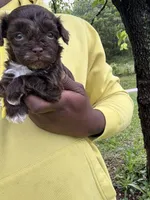 Clyde , a male Yorkipoo for sale in Vanceburg, KY – 5 of 6