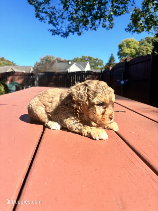 Honey – Yorkipoo puppy for sale in Vanceburg, KY