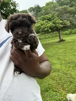 Clyde , a male Yorkipoo for sale in Vanceburg, KY – 8 of 8
