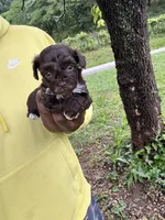 Clyde , a male Yorkipoo for sale in Vanceburg, KY – 1 of 6