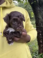 Clyde , a male Yorkipoo for sale in Vanceburg, KY – 6 of 6