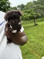 Clyde , a male Yorkipoo for sale in Vanceburg, KY – 4 of 8