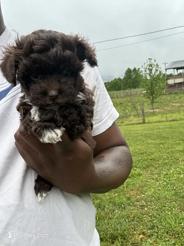 Clyde  – Yorkipoo puppy for sale in Vanceburg, KY