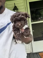 Clyde , a male Yorkipoo for sale in Vanceburg, KY – 5 of 8