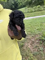 Cleo, a female Yorkipoo and Poodle - Toy  for sale in Vanceburg, KY – 3 of 5