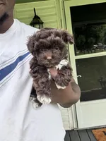 Clyde , a male Yorkipoo for sale in Vanceburg, KY – 2 of 8
