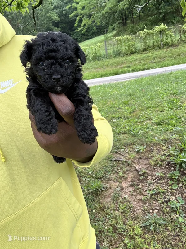 Cleo, a female Yorkipoo and Poodle - Toy  for sale in Vanceburg, KY – 1 of 5