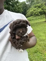 Clyde , a male Yorkipoo for sale in Vanceburg, KY – 6 of 8