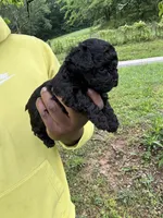 Cleo, a female Yorkipoo and Poodle - Toy  for sale in Vanceburg, KY – 4 of 5