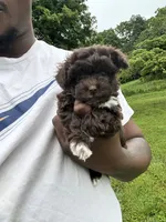 Clyde , a male Yorkipoo for sale in Vanceburg, KY – 7 of 8