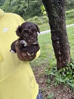 Clyde , a male Yorkipoo for sale in Vanceburg, KY – 2 of 6