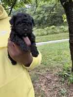 Cleo, a female Yorkipoo and Poodle - Toy  for sale in Vanceburg, KY – 5 of 5