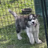 processed/5a2092a3-6e1f-4d21-9b61-65d813246473/facility/ca5b632f-c1b1-40e4-802b-c01c8f86dd1a