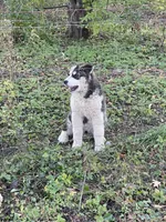 Buddy, a male Alaskan Malamute for sale in Marengo, IL – Photo 1 of 5
