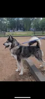 Buddy, a male Alaskan Malamute for sale in Marengo, IL – Photo 5 of 5