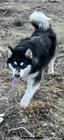 Buddy, a male Alaskan Malamute for sale in Marengo, IL – Photo 3 of 5