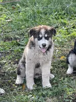 Buddy, a male Alaskan Malamute for sale in Marengo, IL – Photo 2 of 5