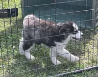 processed/5a2092a3-6e1f-4d21-9b61-65d813246473/listing/8a87d89e-e18d-42a6-a07b-084de2577669/67f14dba-a77e-4e7d-acf4-e8c3c4e49b9b