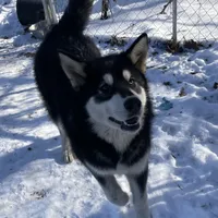 Sweetie, a female Alaskan Malamute for sale in Marengo, IL – Photo 3 of 5