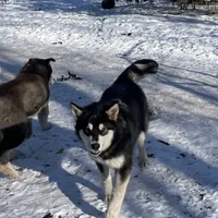 Sweetie, a female Alaskan Malamute for sale in Marengo, IL – Photo 5 of 5