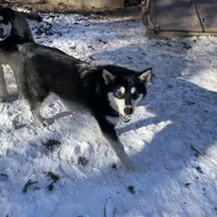 Sweetie, a female Alaskan Malamute for sale in Marengo, IL – Photo 4 of 5