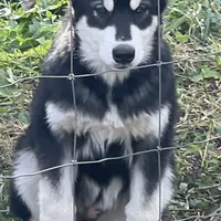 Sweetie, a female Alaskan Malamute for sale in Marengo, IL – Photo 1 of 5