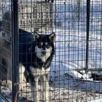 Sweetie, a female Alaskan Malamute for sale in Marengo, IL – Photo 2 of 5